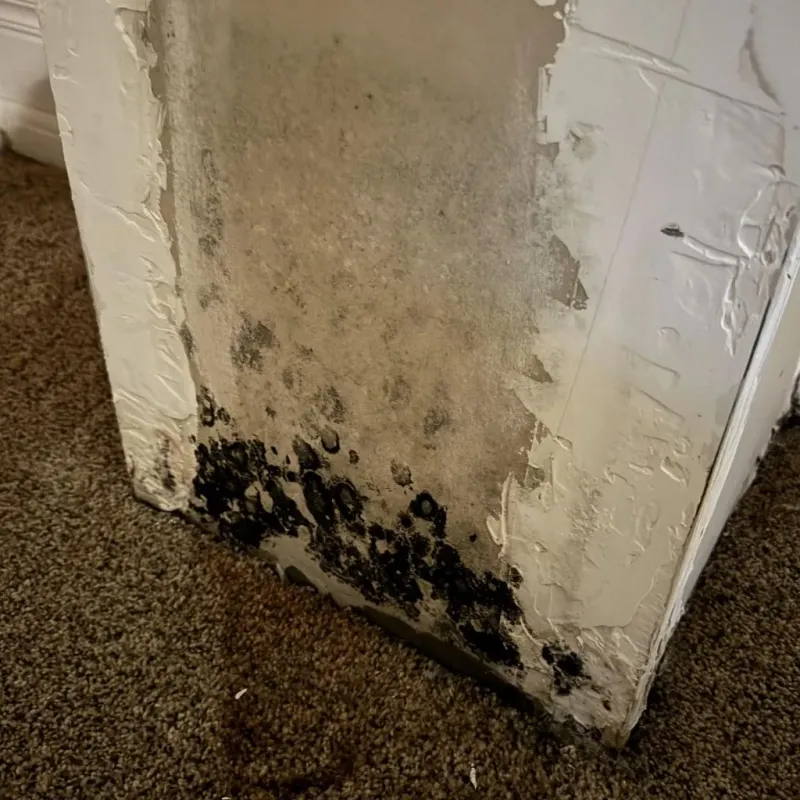 Professional Mold Removal in Rock Hill, SC